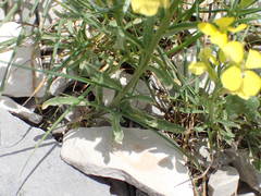 Erysimum nevadense collisparsum