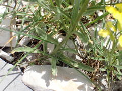 Erysimum nevadense collisparsum