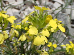 Erysimum nevadense collisparsum