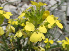 Erysimum nevadense collisparsum
