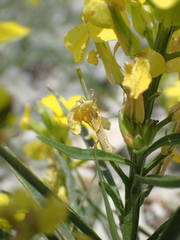 Erysimum nevadense collisparsum