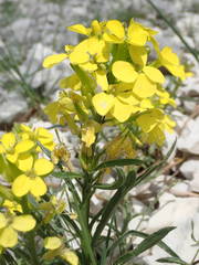 Erysimum nevadense collisparsum
