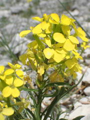Erysimum nevadense collisparsum
