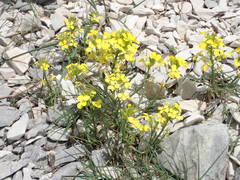 Erysimum nevadense collisparsum