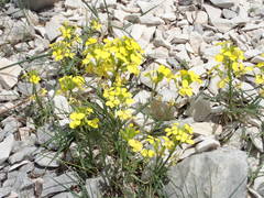 Erysimum nevadense collisparsum