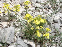Erysimum nevadense collisparsum