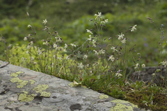 Silene saxatilis