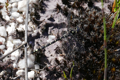 Synthemiopsis gomphomacromioides