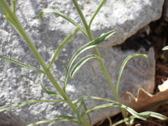 Erysimum nevadense collisparsum