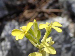 Erysimum nevadense collisparsum