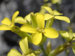 Erysimum nevadense collisparsum