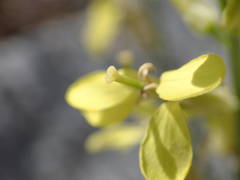 Erysimum nevadense collisparsum