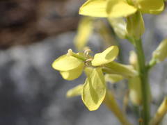 Erysimum nevadense collisparsum