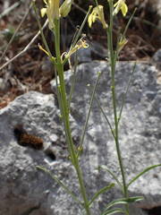 Erysimum nevadense collisparsum