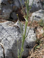 Erysimum nevadense collisparsum