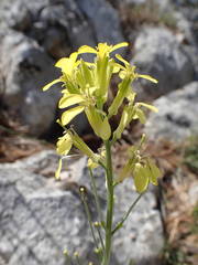 Erysimum nevadense collisparsum