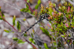 Synthemiopsis gomphomacromioides