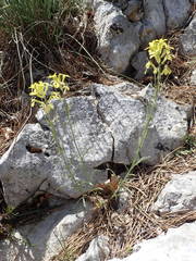 Erysimum nevadense collisparsum
