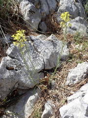 Erysimum nevadense collisparsum