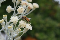 Eristalis tenax
