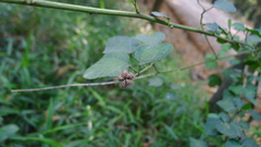 Urena procumbens