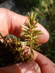 Cyperus pseudothyrsiflorus