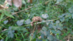 Urena procumbens