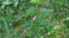 Urena procumbens