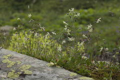 Silene saxatilis