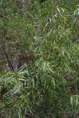 Salix mucronata