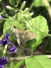 Pelopidas mathias mathias