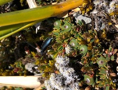 Selenopalpus rectipes