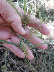 Cyperus pseudothyrsiflorus