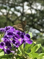 Pelopidas mathias mathias