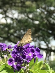 Pelopidas mathias mathias