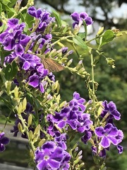 Pelopidas mathias mathias