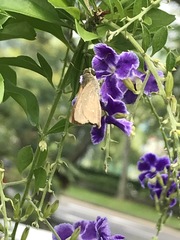 Pelopidas mathias mathias