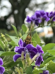 Pelopidas mathias mathias