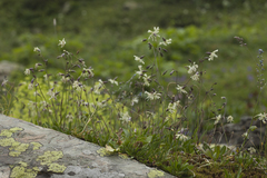 Silene saxatilis