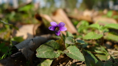 Viola inconspicua