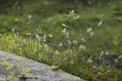 Silene saxatilis