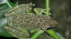 Staurois nubilus