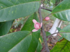 Magnolia odora