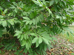 Magnolia odora
