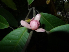 Magnolia odora