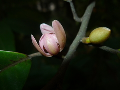 Magnolia odora