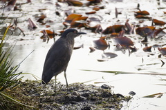 Nycticorax nycticorax obscurus