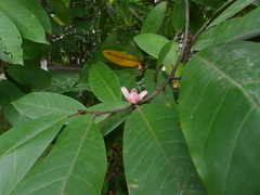 Magnolia odora