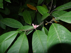 Magnolia odora