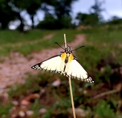 Leucochitonea levubu